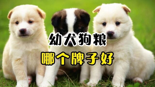 幼犬狗粮怎么选?4款幼犬狗粮推荐!