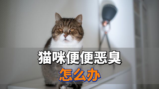 猫咪便便难闻怎么办?