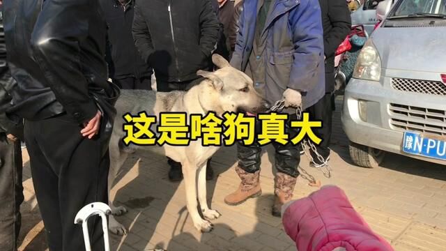 #狗市 #愿每个小狗都能遇见好的主人 #大型犬的温柔 #猛犬