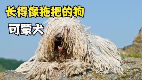 一隻長得像拖把的狗,可蒙犬!戰鬥力可猛可猛了