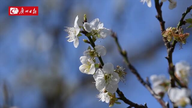 “梅”好时光,游人共享!第14届萝岗香雪文化旅游节开幕