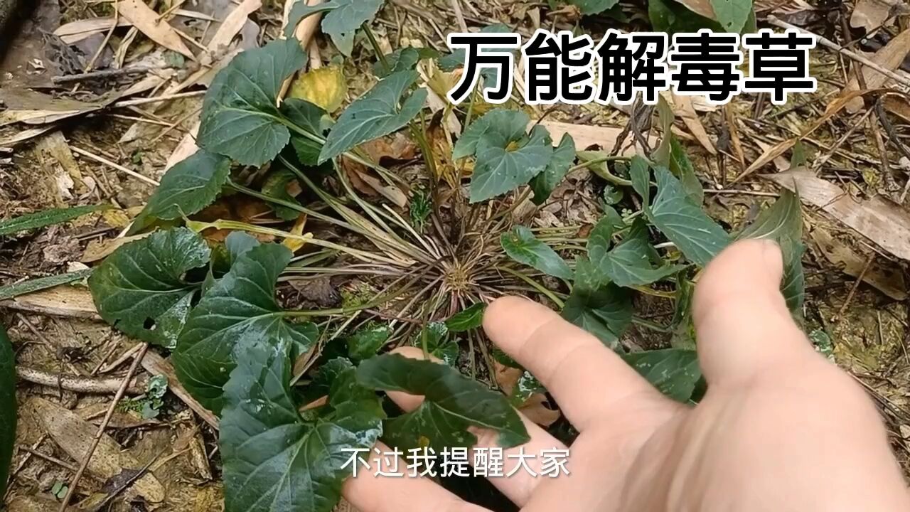 农村的一种野菜“紫花地丁”你吃过吗？俗称“犁头草”没想到它的药用价值这么高_腾讯视频