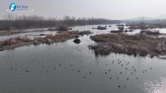 南阳内乡湍河湿地“组团”出现“鸟中大熊猫”黑鹳和中华秋沙鸭