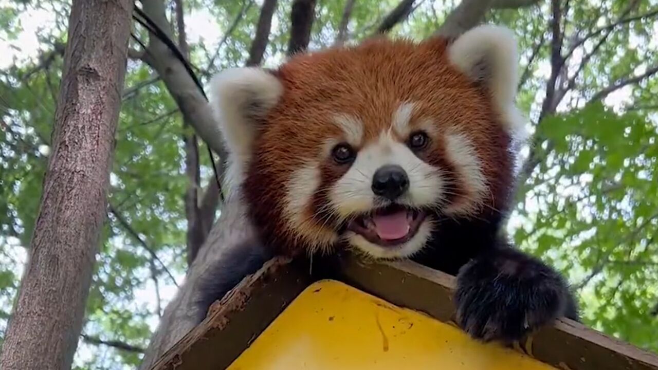 世界最可爱动物排名第13,小熊猫!小熊猫不是干脆面