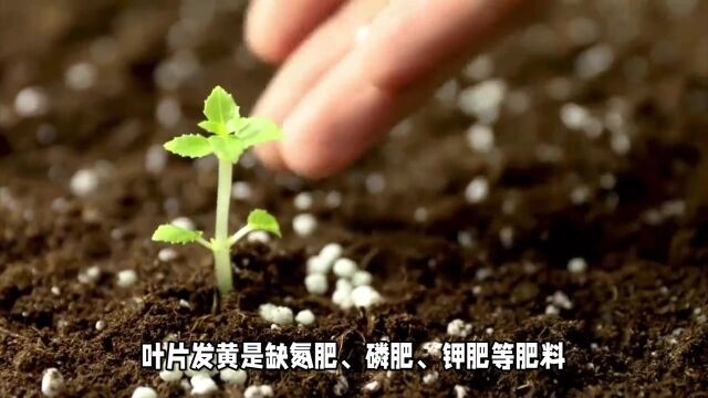 叶片发黄是缺什么肥料