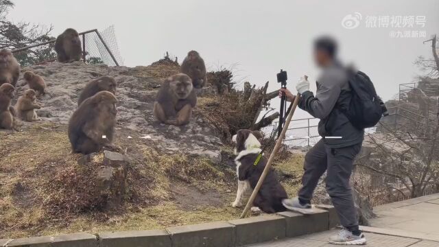 男子峨眉山上直播牵狗挑衅猴子