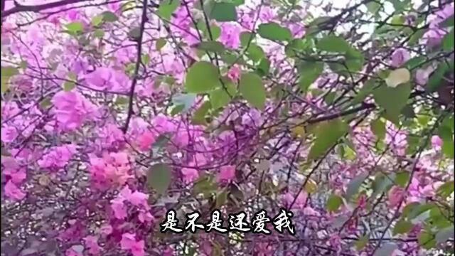 情感经典音乐