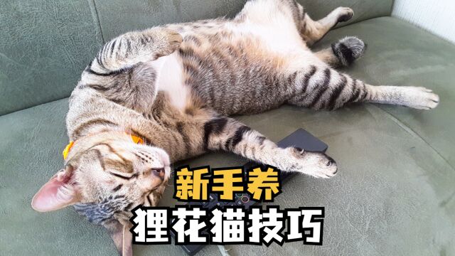 新手铲屎官想养狸花猫?教你这些技巧