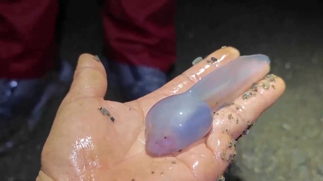 重庆地下河现神秘巨型蝌蚪身体呈透明果冻状人类半个手掌大小