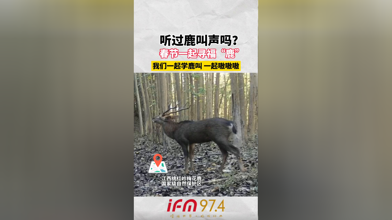 听过鹿叫声吗?春节一起寻福"鹿",我们一起学鹿叫