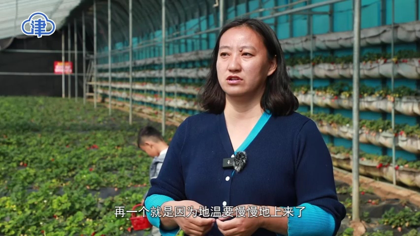 静海台头镇:不负春日好时光 因地制宜促振兴