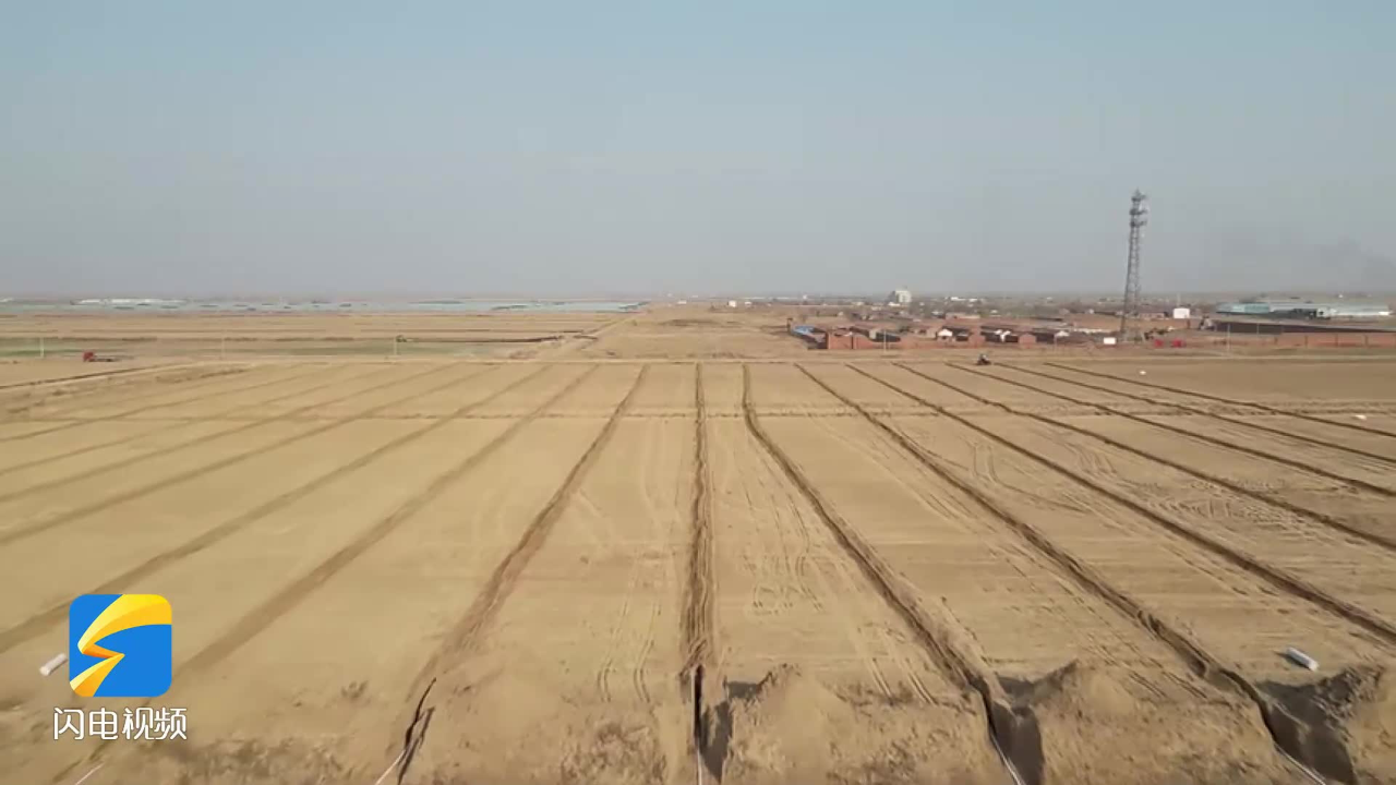 东营市利津县:因地制宜探索创新 盐碱地变身"新粮仓"