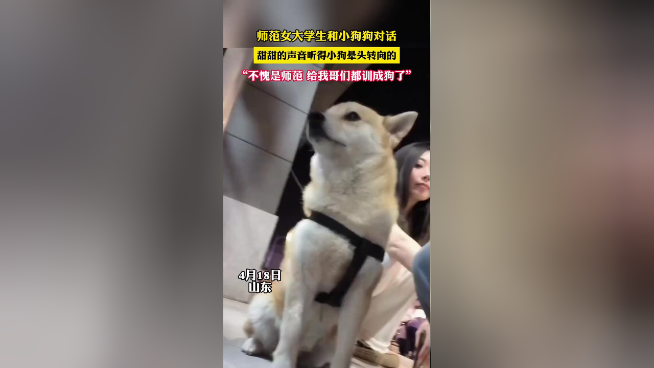师范女大学生和小狗狗对话,甜甜的声音听得小狗晕头转向的