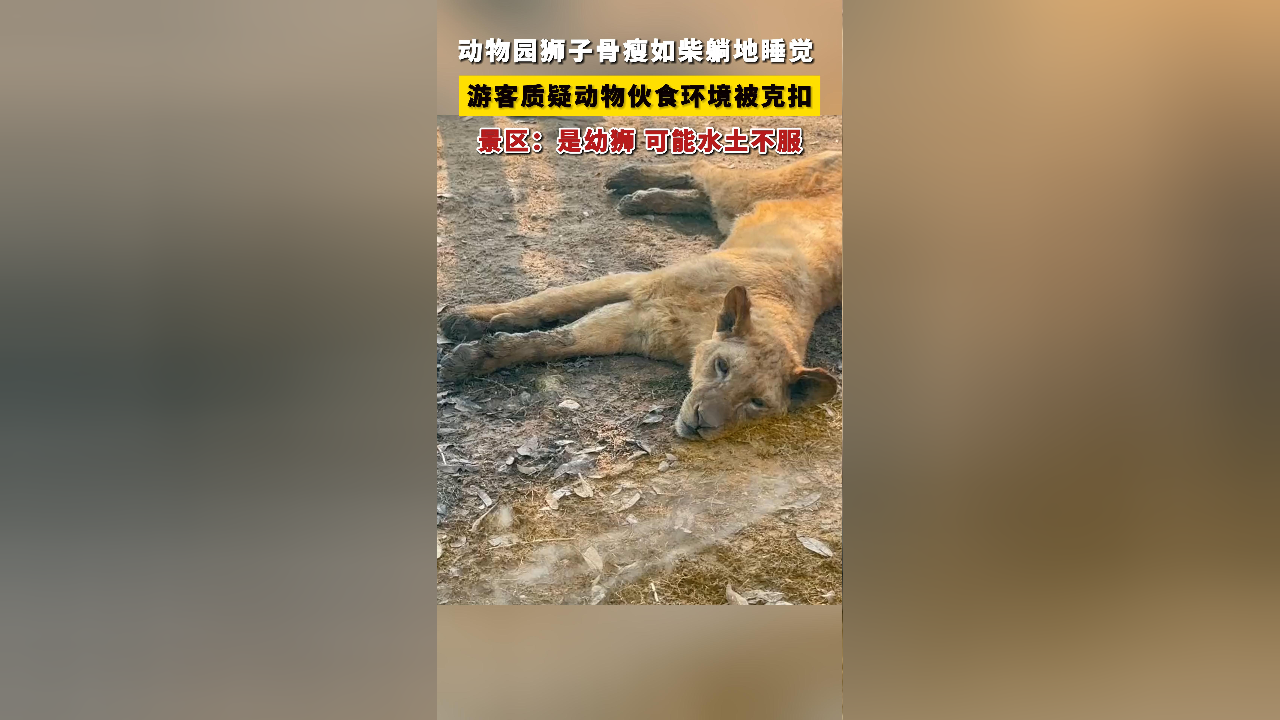 湖南一动物园多头狮子骨瘦如柴,景区:是幼狮,可能水土