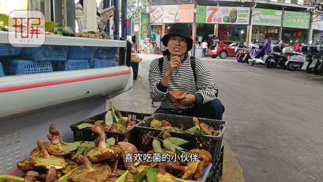 开屏策划|雨水来了,菌子到哪了?