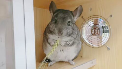 怎么吃个东西都这么可爱 #萌宠 #可爱 #龙猫