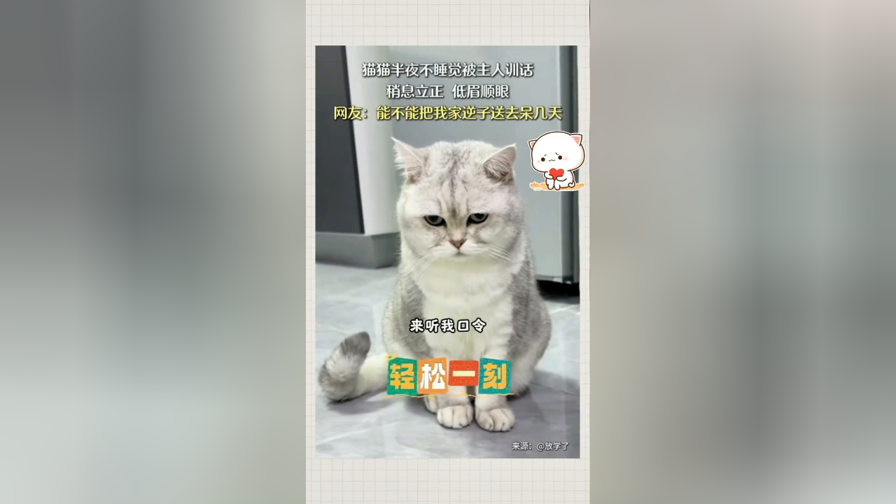 猫猫半夜不睡觉被主人训话,稍息立正,低眉顺眼