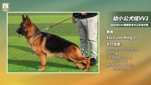 csv德国牧羊犬血统证书图片