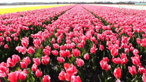 带你观赏荷兰国花郁金香