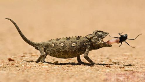 纳米比亚变色龙蹲在沙丘下 等待喝饱水的甲虫