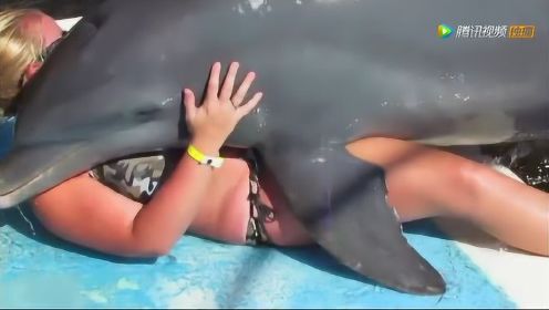 太逆天了！好色海豚扑倒美女游客做不雅动作