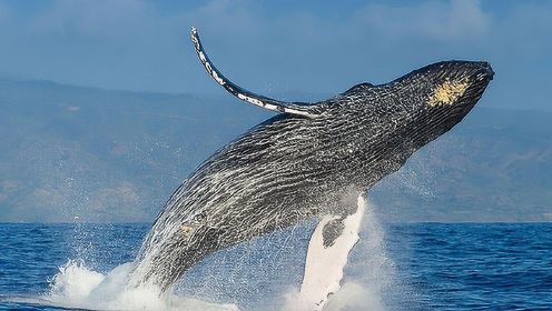 40吨座头鲸跃出海面捕食 腾空而起砸出巨大浪花
