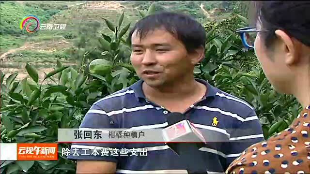 玉溪华宁 柑橘丰收 价格稳定销量上涨