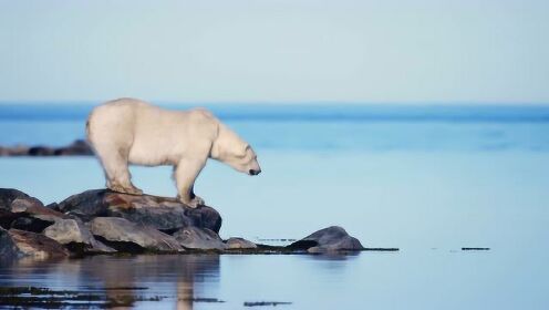 北极冰雪消融一片汪洋 饥饿北极熊被困岸边