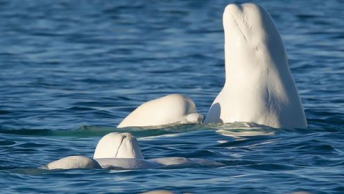 无人机在加拿大航拍捕捉到震撼白鲸群