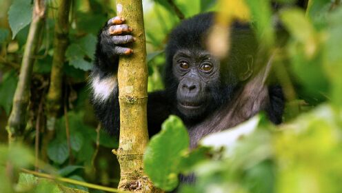 猩猩宝宝爬树采苹果吃，“咔嚓”一口太可爱了