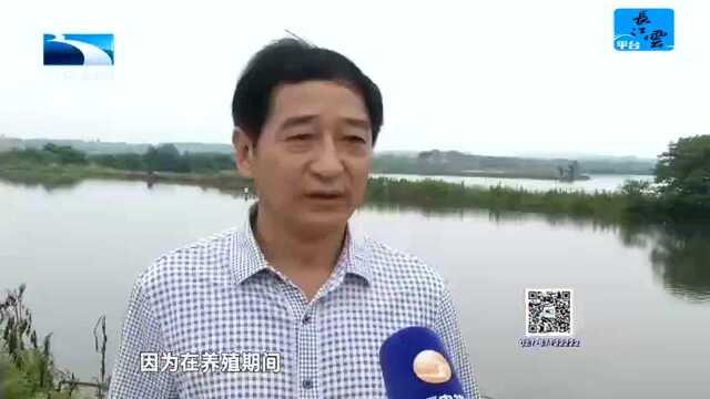 武汉江夏:提升水质 梁子湖周边7万亩鱼池退养