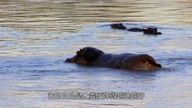 惊到我了!河马竟然是这样排便的