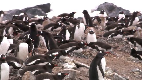 企鹅究竟是怎样在恶劣环境下生存下来的