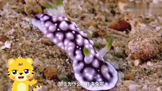 海兔名字的由来