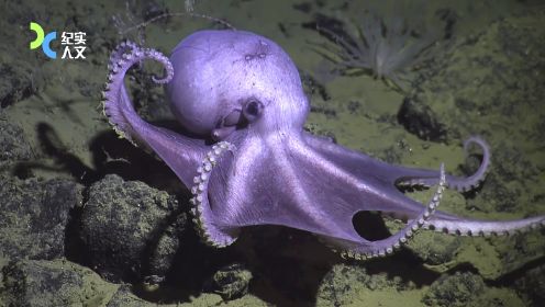 3000米深海之下，孵化2年的小章鱼们顺利出生！