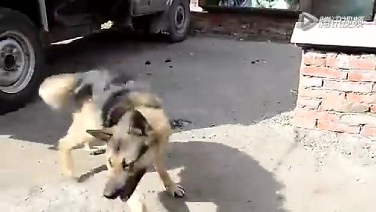 狗_腾讯视频