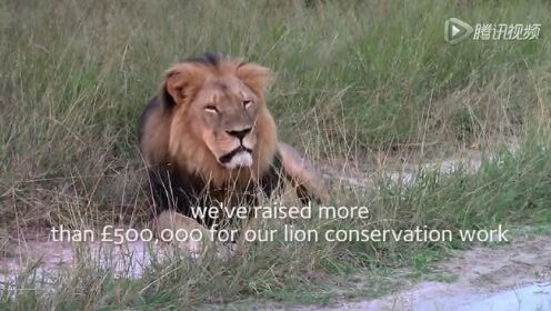 牛津野生动物保护：狮王塞西尔