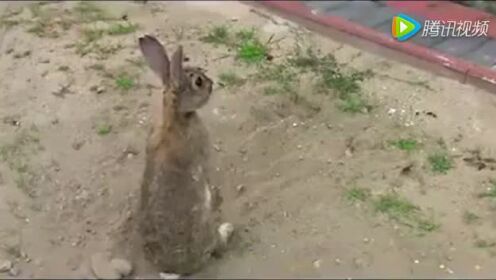 兔妈妈挖洞 让兔宝宝们出来玩再把洞口埋上