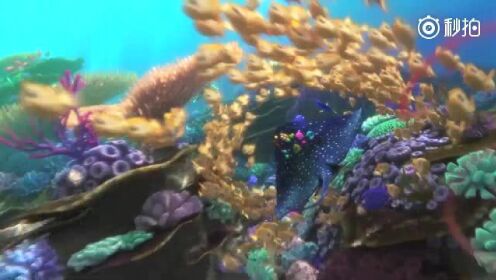 《海底总动员2：寻找多莉》发母亲节版预告！