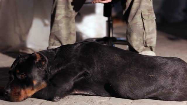 国外一只战斗系断尾裁耳的罗威纳犬