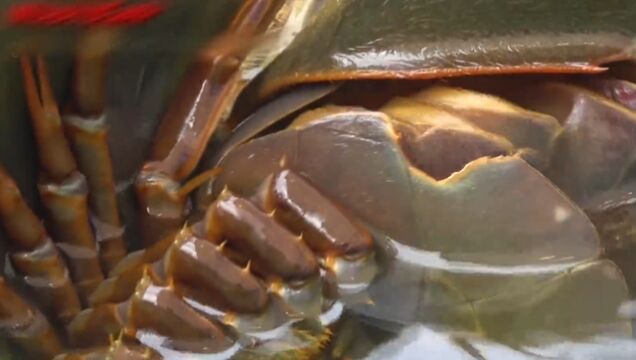 血液是蓝色的马蹄蟹没几个人吃过据说他是多亿年前的古老的生