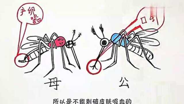 蚊子最爱五种人  一张图教你分清公蚊子和母蚊子
