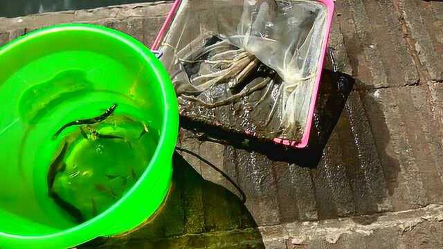 一对父子河边捕鱼,捕到的泥鳅较多