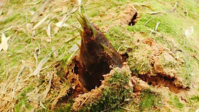 一分钟展示笋破土长成竹子的过程震撼不亚于火箭点火