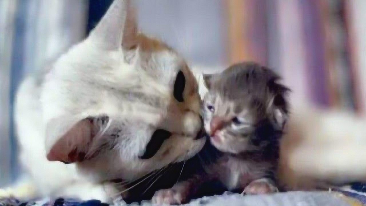 近景实录猫猫生宝宝全过程_高清1080P在线观看平台_腾讯视频