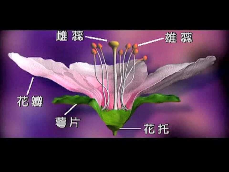 花的结构_高清_高清1080P在线观看平台_腾讯视频