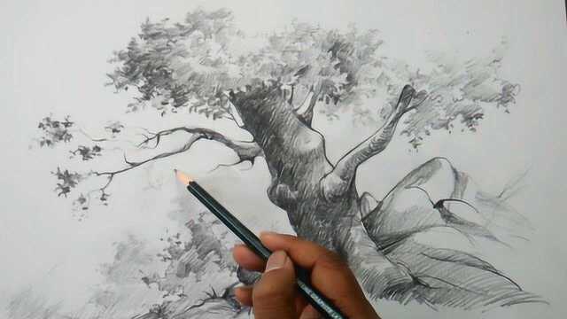 基础素描:如何用铅笔给一棵树画好阴影部分
