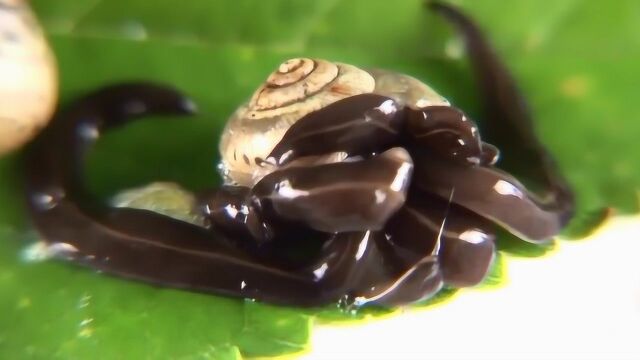 蜗牛被水蛭群体袭击 结果惨不忍睹