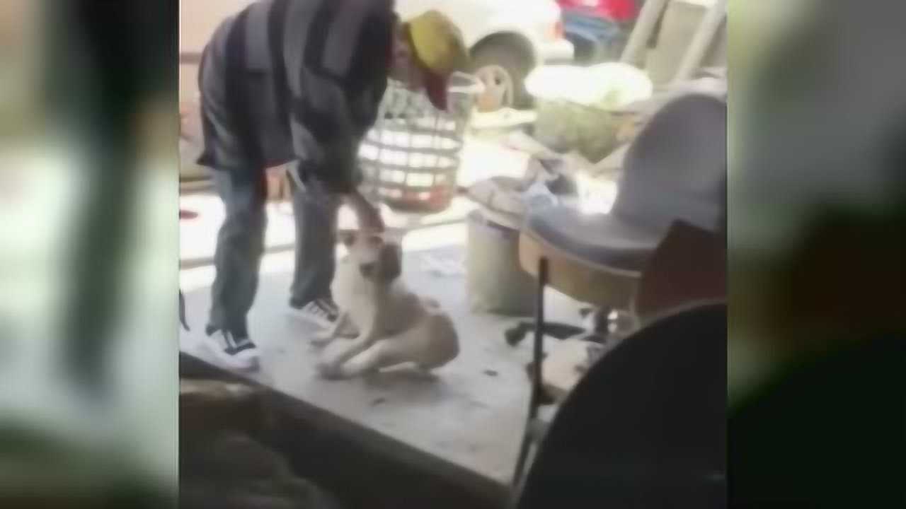 虐狗视频遭曝光！狗狗试图反抗，发出婴儿般凄惨哀嚎_高清