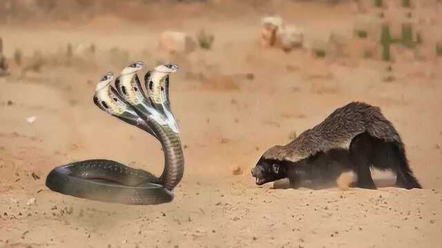 平头哥与蛇之间的激烈大战看看平头哥有多猛